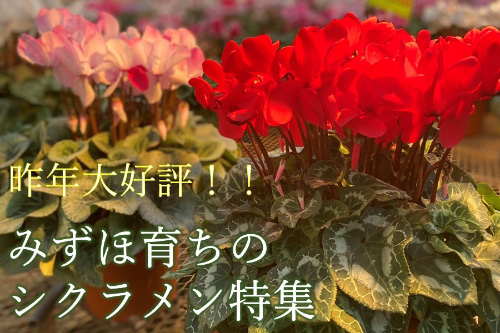 ND]II@݂و炿̃VNW