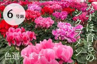 ݂و炿̃VN@6